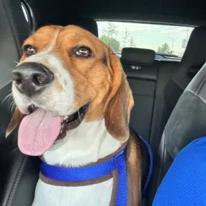 Pet-sitter disponible à Paris 🐾