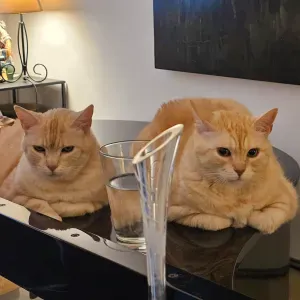 Papa de deux magnifiques chats roux 