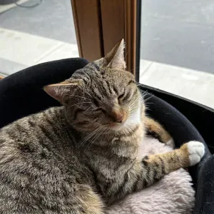 Je cherche une femme de ménage 