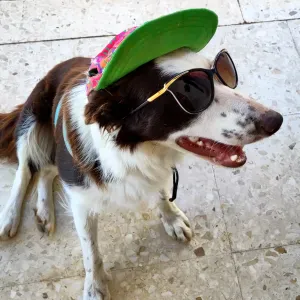 Paseadora de border collie