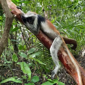 Pet-Sitter à Bordeaux et alentour