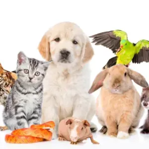 Pet Sitter-Chats, chiens, perroquets