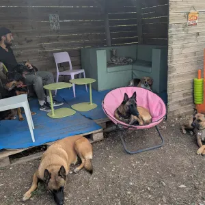 Pet Sitter diplômé investi dans la protection animale.