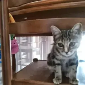 Procuro um petsitter perto de mim