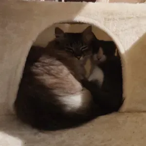 Pet-sitter dans Quimper avec vos Catsou et dogi