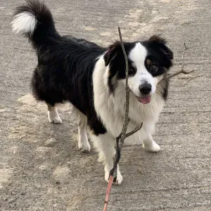 procuro alguém em quem possa confiar um cão por 4 dias