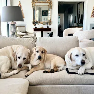 Dog sitter à domicile  pour soirées et nuit 