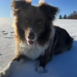 Procura-se petsitter