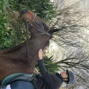 Pet-sitter au alentours du Havre