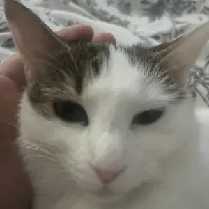 Pet sitting à Cholet, Yzernay et Maulevrier