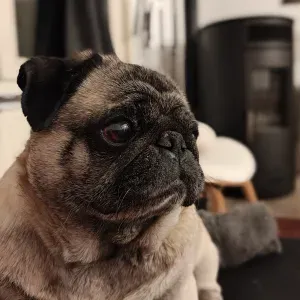 Garde Bertie 🐶 25/07 au 8/08