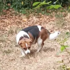 Recherche d'une Pet-sitter