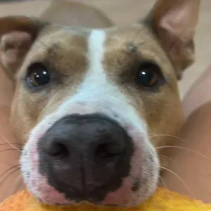 Cerco servizio di pulizia domestica accurata 