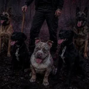 La bande a dydy balade votre dog'z