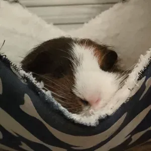 Petsitteuse en garde