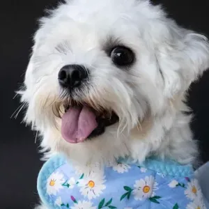 BUsco cuidador de perros en Colmenar Viejo