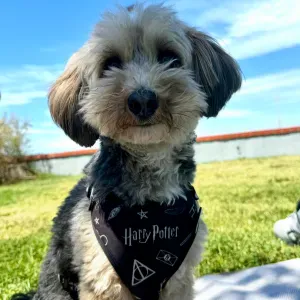 Procuro Cuidador de Cães 