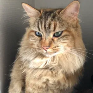 Pet-Sitter à Saint-Georges-les-Bains et ses alentours !