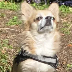 recherche Pet sitter sur dardilly