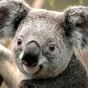 Busco un/a cuidador/a de personas mayores  Lloret de Mar