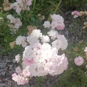 Aide à domicile à LIMAS et alentours 