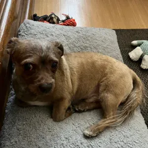 Cherche un pet-sitter première semaine d'août