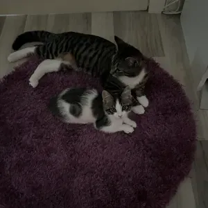 Letar efter kattvakt Flemingsberg