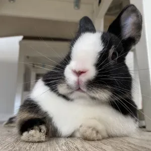 Pet-Sitter à Mons-en-Baroeul et alentours 