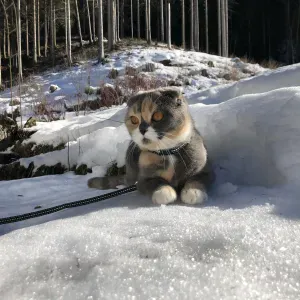 Cercasi assistenza anziana