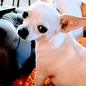 Recherche une pet-Sitter pour garder mon chihuahua
