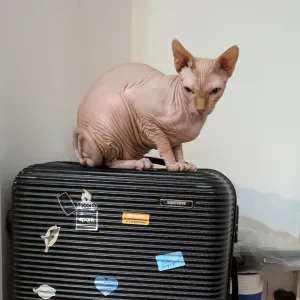 A la recherche d'un pet sitter poir fin août 