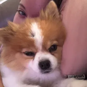 Pet sitting com experiência  em aleverca 