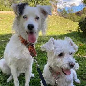 Oferta de emprego para petsitter em Coimbra