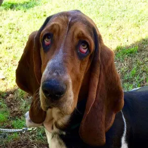 Empleada de hogar en Dos Hermanas