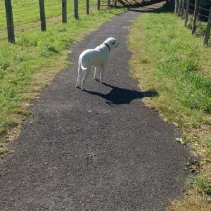 Aide ménagère sur Flers, aide aux courses