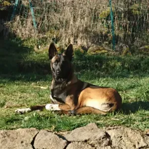 Recherche pet sitter