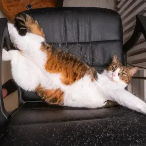 Recherche Pet-sitter pour mon chat Nuggets