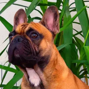 Bouledogue français 