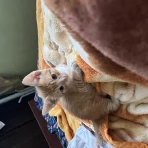 Dame de compagnie e aide personne âgée