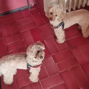 Cercasi Dog Sitter occasionale convivente a Laveno-Mombello