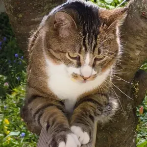 A la recherche d'un pet sitter chat