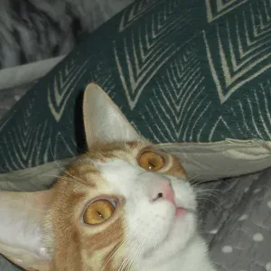 Pet-Sitter dans l'Eure (Bernay et alentour..)