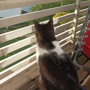 🐾 je prends soins de vos animaux 