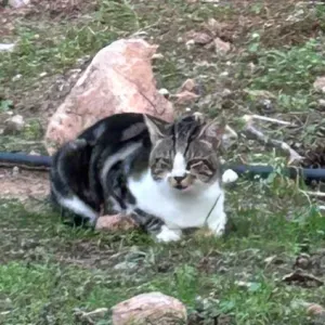 Pet-sitter dans les collines de Sèvres !!!