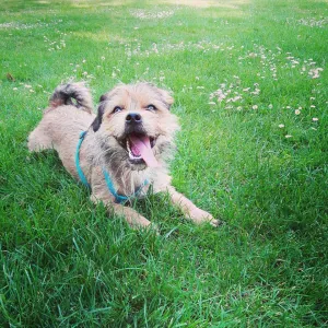 Garde petit chien du 15 au 29 avril