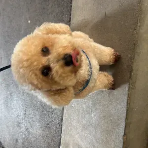 🐾 Servizio di dog sitter / petsitter a Lugano