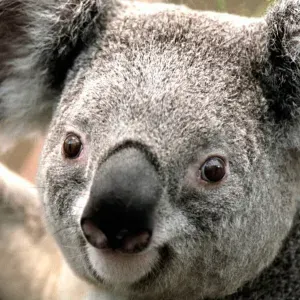 Je cherche un(e) dame de companie