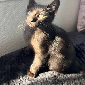 Baby sitter magique à metz et alentours 