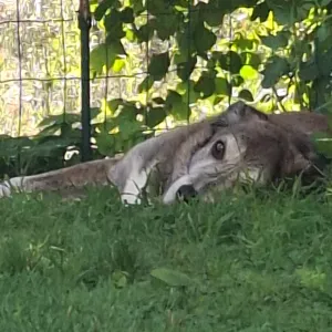 Looking for cleaner in Consdorf