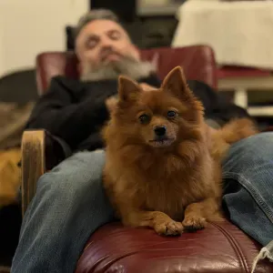 A procura de um dog-sitter